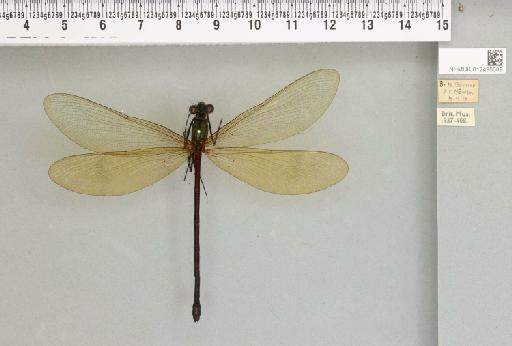 Matronoides cyaneipennis (Förster, 1897) - 012495689_803951_1255404_2