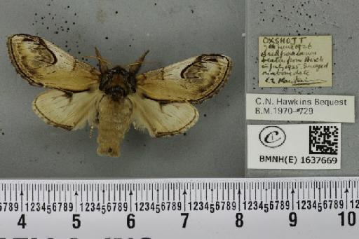 Notodonta ziczac ziczac (Linnaeus, 1758) - BMNHE_1637669_208056