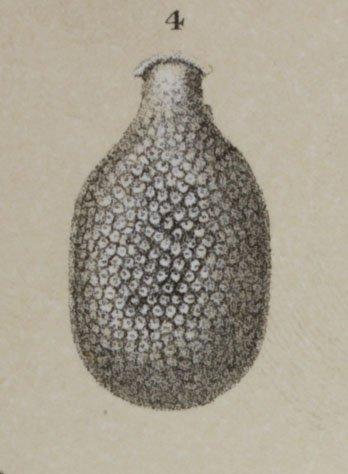 Lagena favosopunctata Brady, 1881 - ZF1651_59_4_Fissurina.jpg