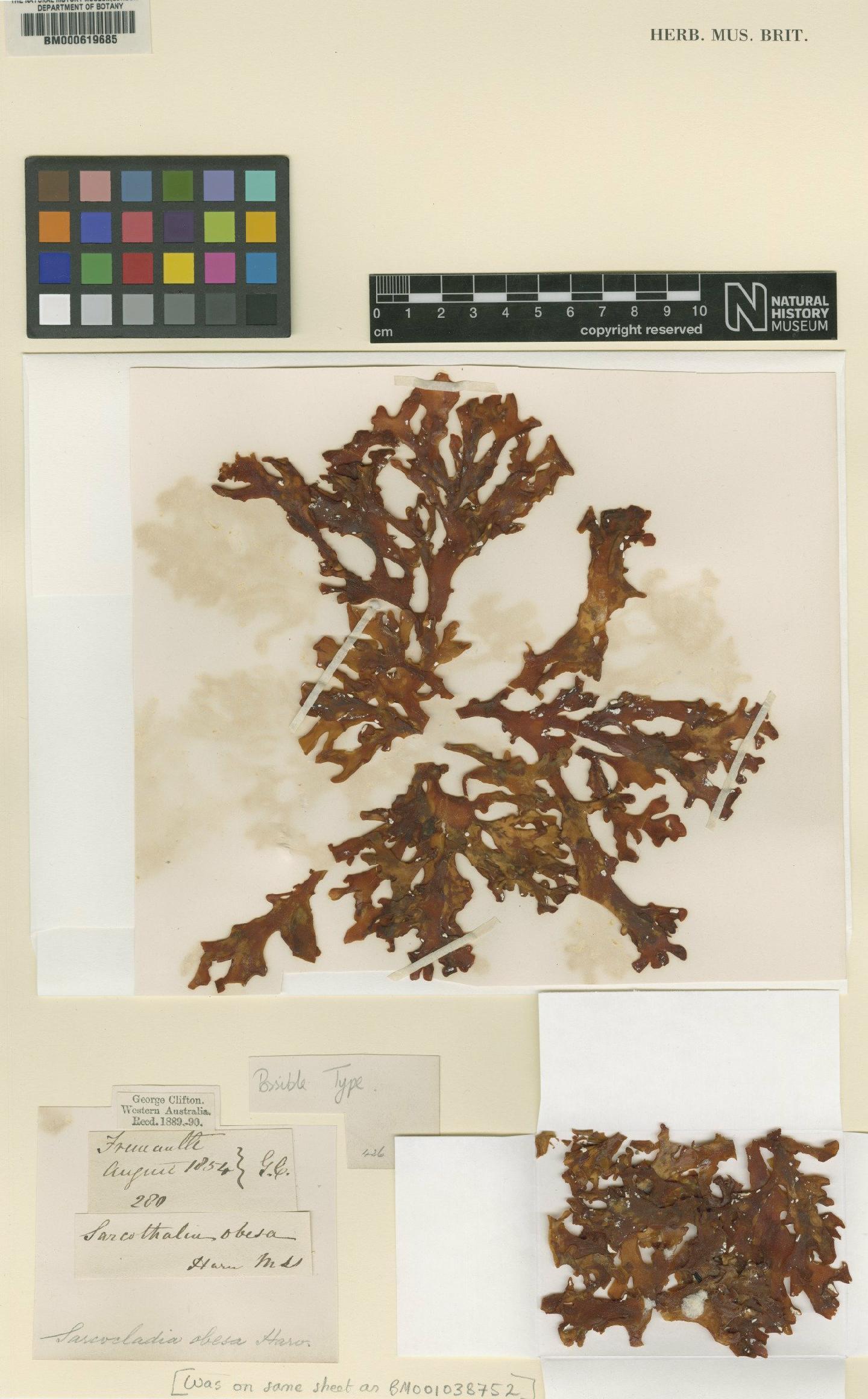 To NHMUK collection (Curdiea obesa (Harv.) Kylin; TYPE; NHMUK:ecatalogue:4791762)