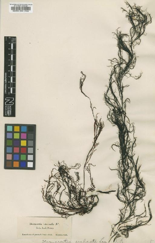 Desmarestia aculeata (L.) J.V.Lamour. - BM000561586