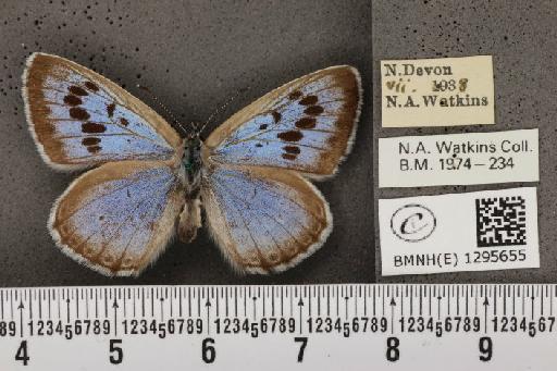 Maculinea arion eutyphron (Fruhstorfer, 1915) - BMNHE_1295655_133437