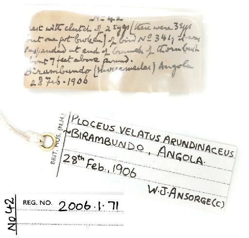 Ploceus velatus Vieillot, 1819 - 04_N2006