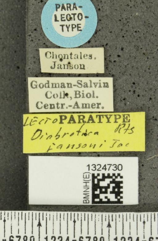 Pyesia jansoni (Jacoby, 1878) - BMNHE_1324730_label_21846