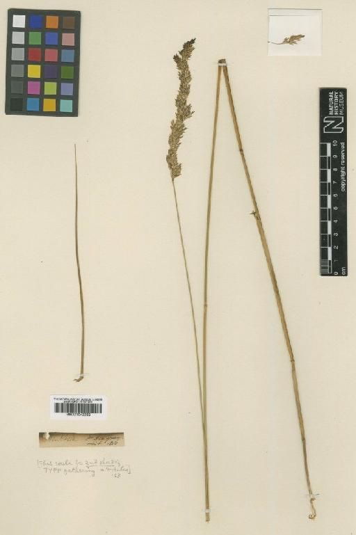 Calamagrostis inexpansa A.Gray - BM001042262