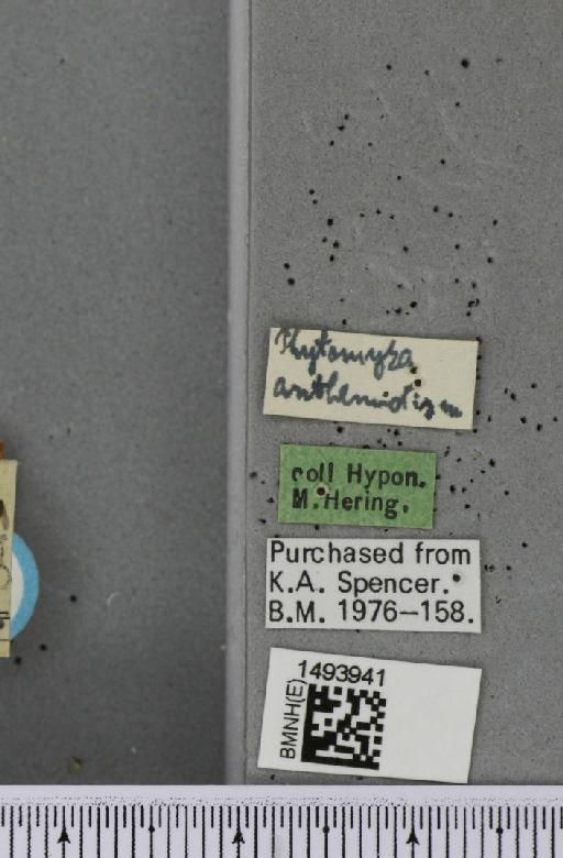 Phytomyza anthemidis Hering, 1928 - BMNHE_1493941_a_label_61223
