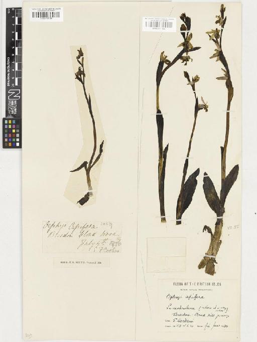 Ophrys apifera Huds. - BM001117196
