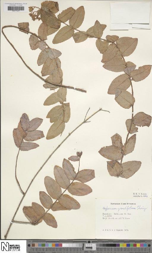 Hypericum grandifolium Choisy - BM001204413