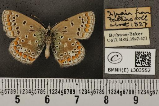 Polyommatus icarus (Rottemburg, 1775) - BMNHE_1303552_136027