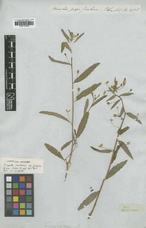 Piriqueta cistoides subsp. caroliniana (Walter) Arbo - BM001008445