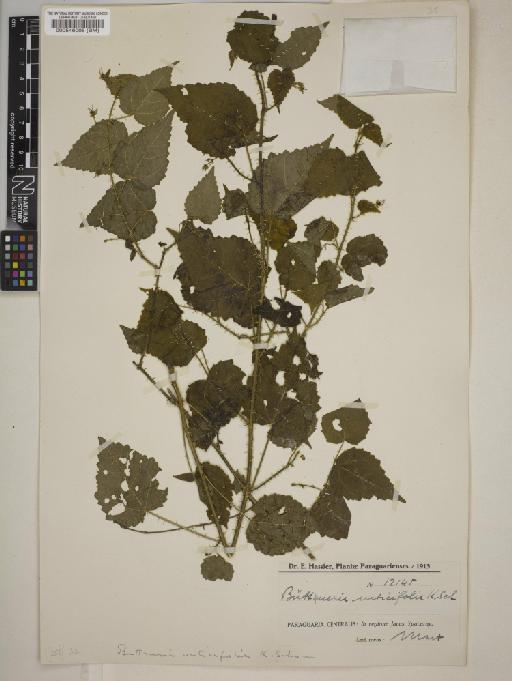 Byttneria urticifolia Schum - BM000546005