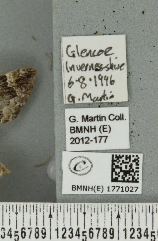 Dysstroma truncata truncata (Hufnagel, 1767) - BMNHE_1771027_label_351065