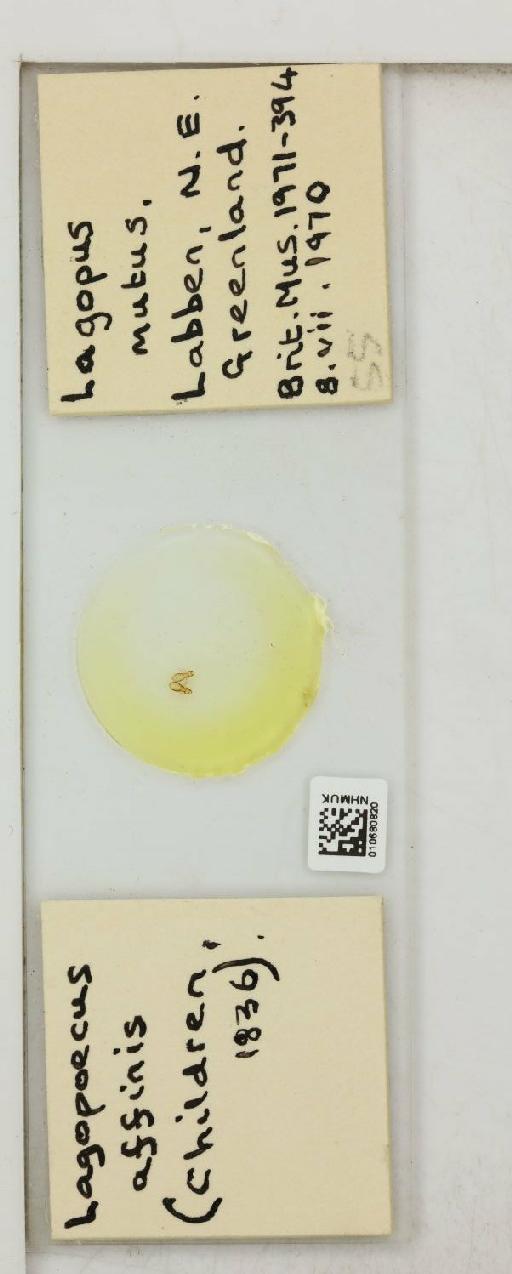 Lagopoecus affinis Children, 1836 - 010680820_816433_1430157