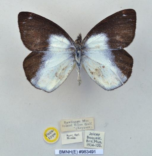 Delias mira reversa Rothschild, 1925 - BMNH(E)983491_Delias mira reversa_ Roths