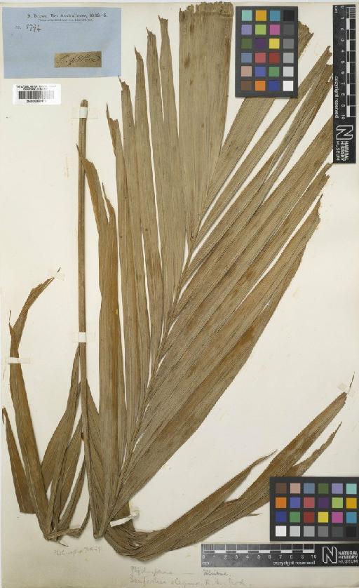 Ptychosperma elegans (R.Br.) Blume - BM000833479