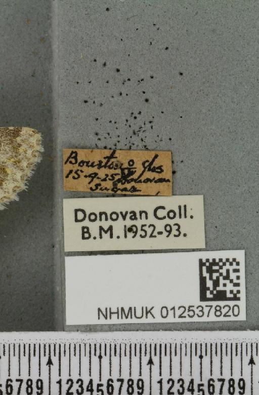 Polymixis flavicincta (Denis & Schiffermüller, 1775) - NHMUK_012537820_label_646973