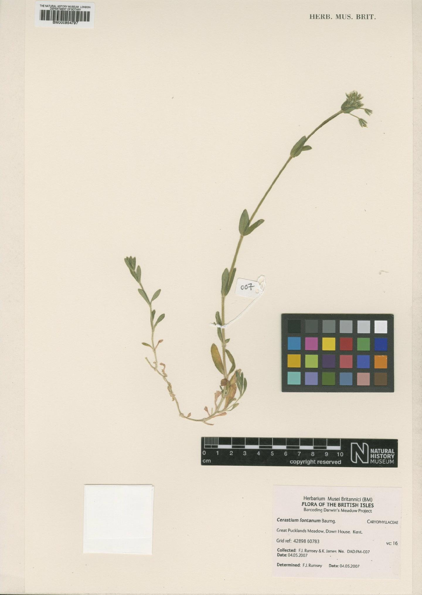 To NHMUK collection (Cerastium fontanum Baumg.; NHMUK:ecatalogue:2291303)