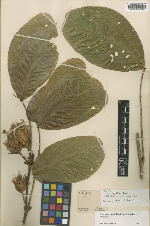 Inga macrophylla - BM000541223