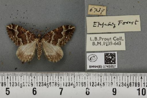 Lampropteryx suffumata (Denis & Schiffermüller, 1775) - BMNHE_1745057_333457