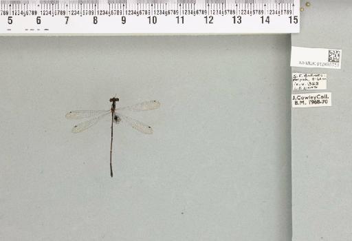 Elattoneura longispina Lieftinck, 1937 - 012495751_803329_1254113