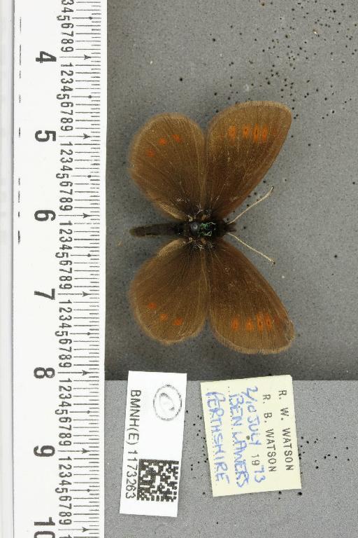 Erebia epiphron mnemon f. scotica Cooke, 1943 - BMNHE_1173263_29253