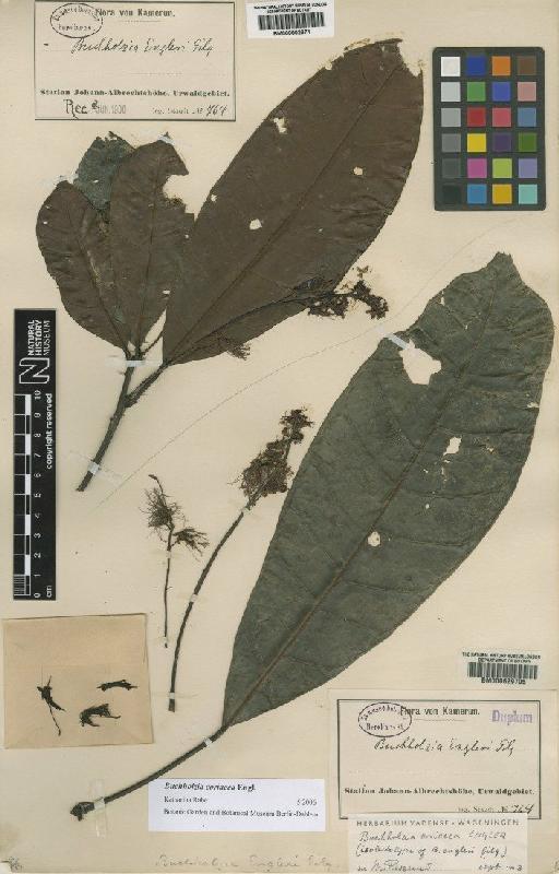 Buchholzia coriacea Engl. - BM000802371