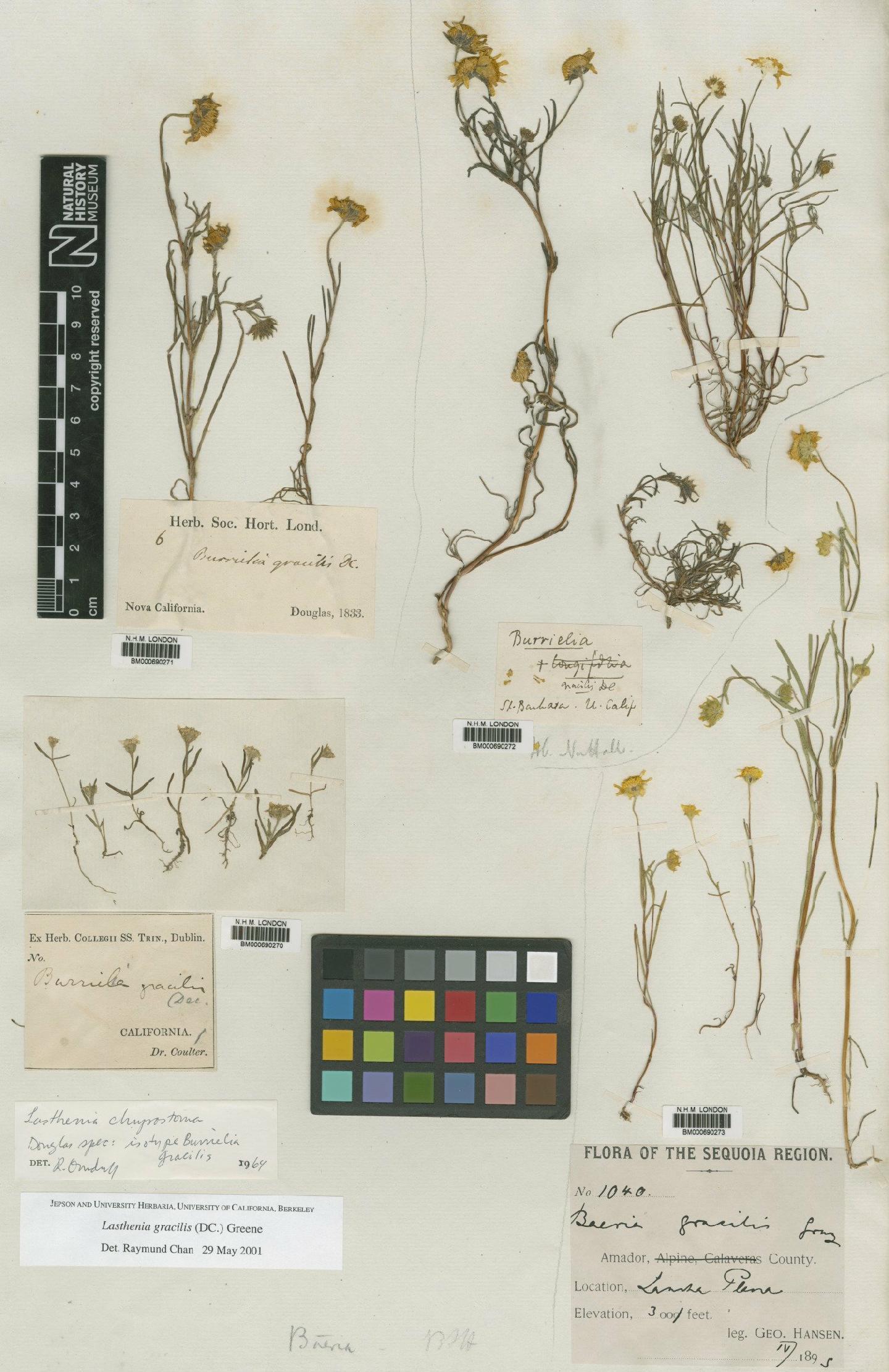 To NHMUK collection (Lasthenia gracilis (DC.) Greene; Type; NHMUK:ecatalogue:4698651)
