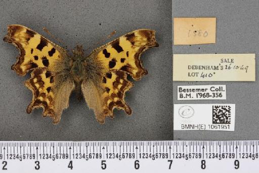 Polygonia c-album (Linnaeus, 1758) - BMNHE_1061951_a_22741