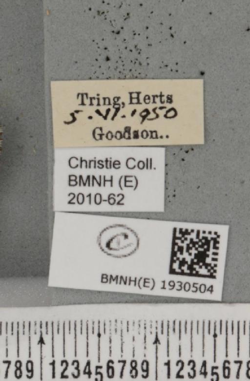 Chiasmia clathrata clathrata (Linnaeus, 1758) - BMNHE_1930504_label_492346