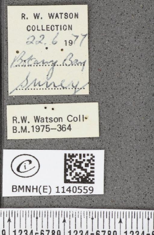 Thecla betulae (Linnaeus, 1758) - BMNHE_1140559_label_95996