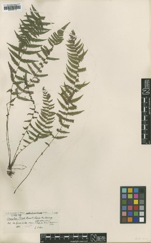 Amauropelta stierii (Rosenst.) Pic.Serm. - BM000937720