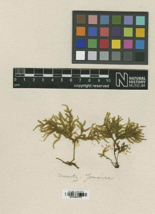 Thamnobryum fasciculatum (Hedw.) Sastre - BM000961507_a