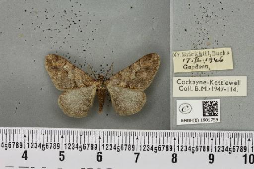 Agriopis leucophaearia ab. grisescens Lempke, 1952 - BMNHE_1901759_462084