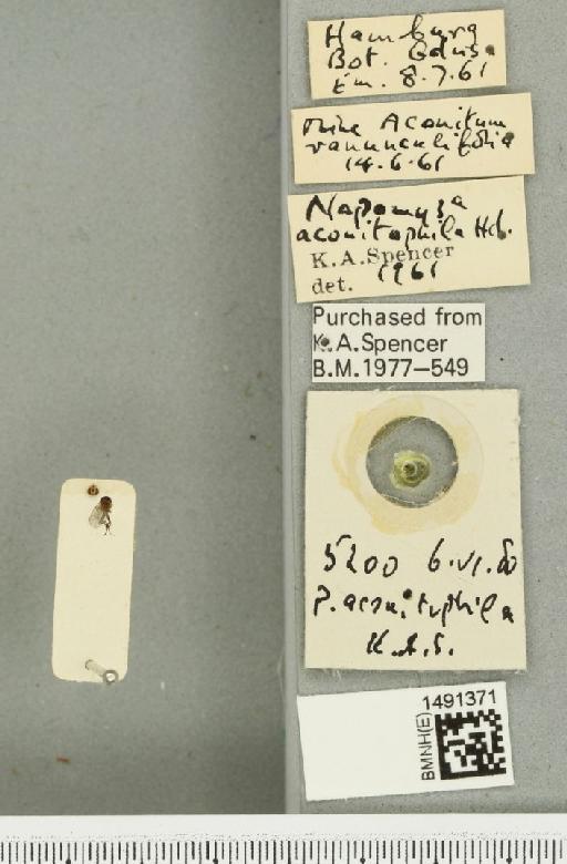 Phytomyza aconitophila Hendel, 1927 - BMNHE_1491371_label_52995