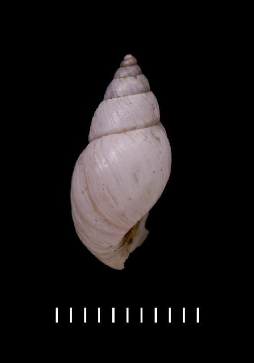 Bulimus balsanus Morelet, 1863 - 1893.2.4.173-174, LECTOTYPE & PARALECTOTYPE, Bulimus balsanus Morelet, 1863