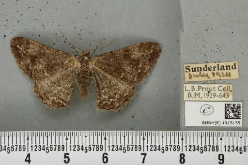 Alcis repandata repandata (Linnaeus, 1758) - BMNHE_1915155_475434