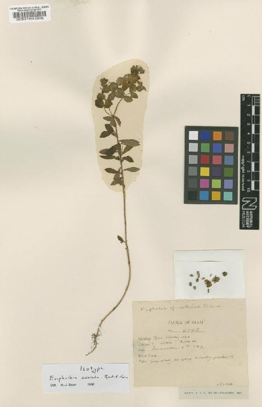 Euphorbia saxicola Radcl.-Sm. - BM000551494