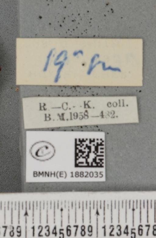 Selenia dentaria ab. fulvopustulata Smith, 1949 - BMNHE_1882035_a_label_447769