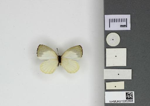 Liptena decipiens etoumbi Stempffer, Bennett & May, 1974 - 015052696_Liptena_decipiens_etoumbi_Ventral