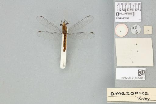 Fylgia amazonica Kirby, 1889 - 013322561_dorsal_2