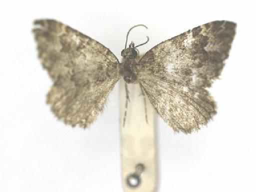 Nebula emilia (Butler, 1882) - Cidaria emilia Butler syntype male 1325509