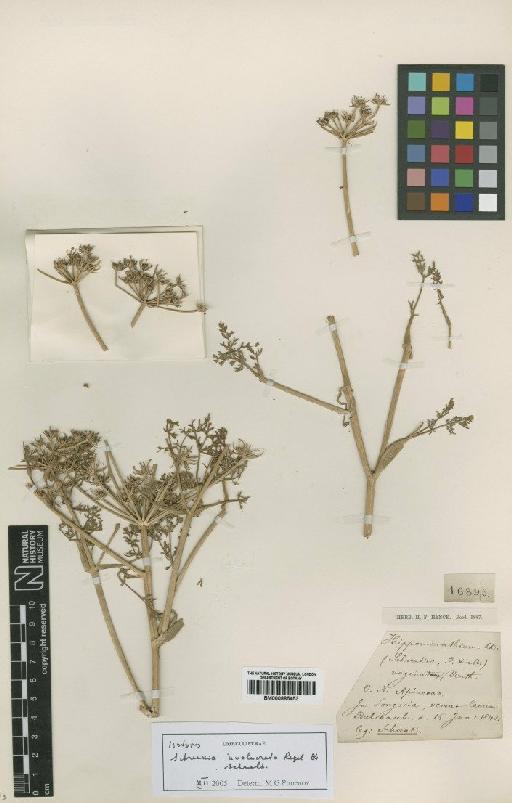 Schrenkia involucrata Regel & Schmalh. - BM000885453