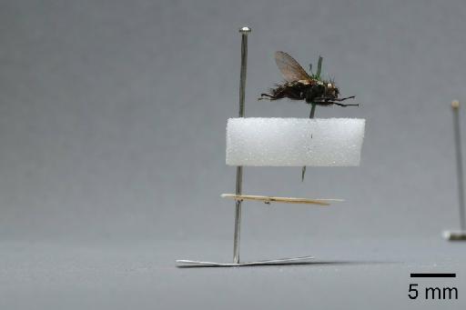 Sarcophaga (Myorhina) nigriventris Meigen, 1826 - 015091659_lateral