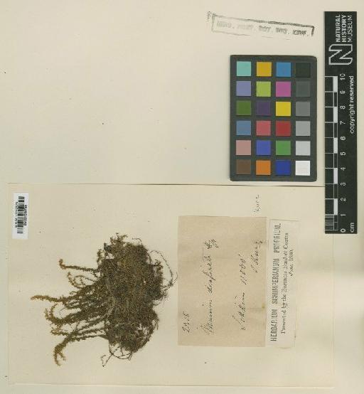 Plagiomnium arbusculum (Müll.Hal.) T.J.Kop. - BM001086799