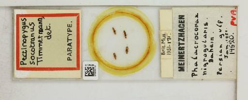 Pectinopygus socotranus Timmermann, 1964 - 010684112_816440_1430987