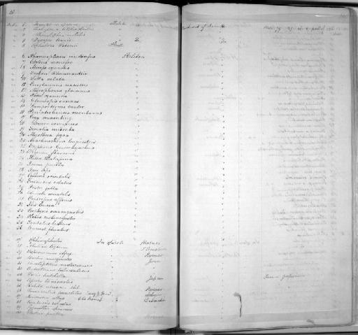 Rohita aenea - Zoology Accessions Register: Mammals: 1844 - 1846: page 207