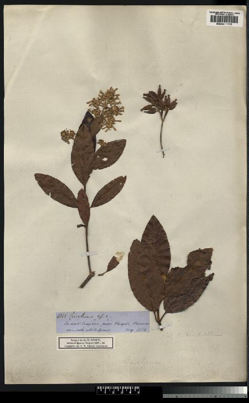 Cinchona L. - Spruce - BM000777223
