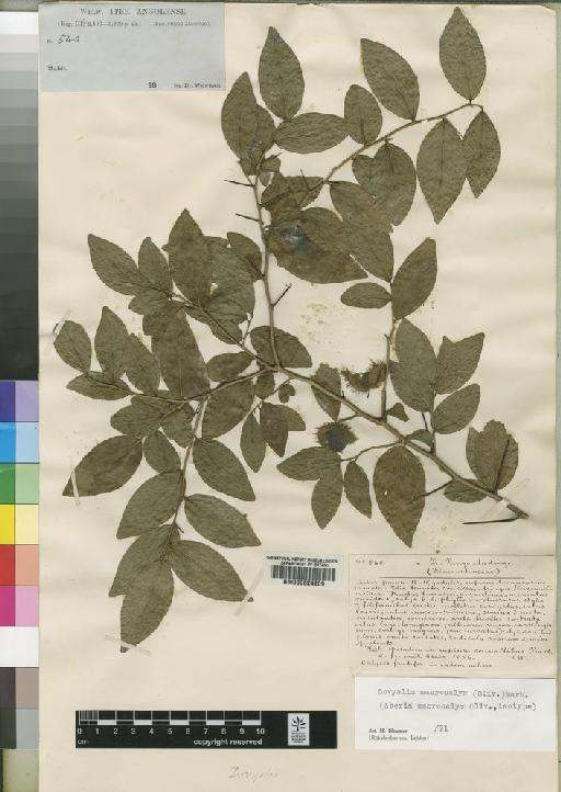 Dovyalis macrocalyx (Oliv.) Warb. - BM000624209