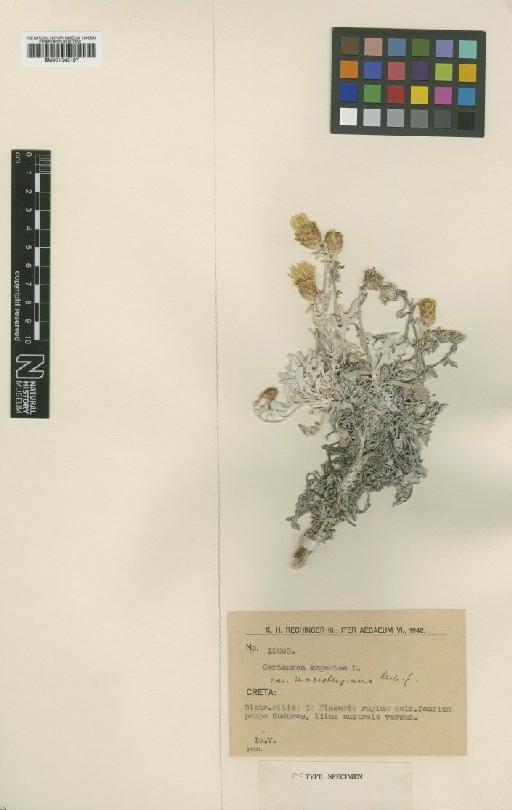 Centaurea argentea L. - BM001043197