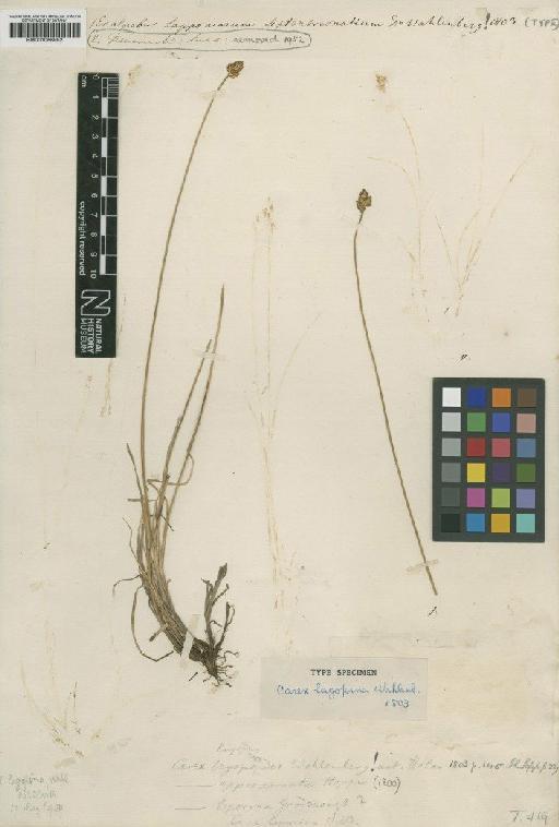 Carex lachenalii Schkuhr - BM001066992